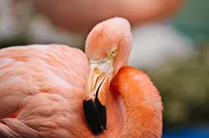 Curacao. Caribbean pink flamingo Curacao