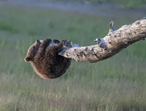 Betty Sederquist Prints: Curious brown bear cub investigates a snag