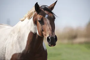 Images Dated 2022: Curious horse comes to the car