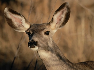 Ungulate Prints: Curious mule deer doe, Bosque del Apache National Wildlife Refuge, New Mexico