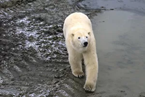 Images Dated 10th August 2007: Curious Polar Bear close encounter as bear walks close by people at Churchill Manitoba