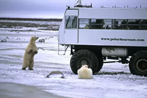 Images Dated 10th August 2007: Curious Polar Bear close encounter as bears walks next to Video Buggy to see tourists
