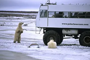 Fight Prints: Curious Polar Bear close encounter as bears walks next to Video Buggy to see tourists