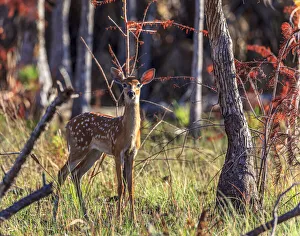 Spot Prints: A curious white-tailed deer fawn in south Florida