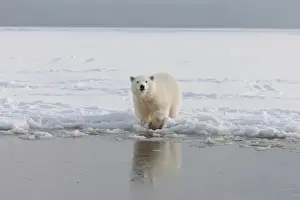 Anwr Prints: A curious young polar bear plays in the snow on the edge of the Beaufort Sea Ice