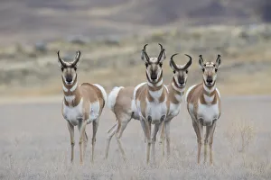 Prints of Curious young pronghorns Images Dated 2019 January: Curious young pronghorns