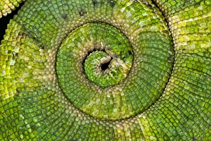 Spiral Prints: Curled tail pattern, Jacksons Chameleon, Chamaeleo jacksoni, Kenya