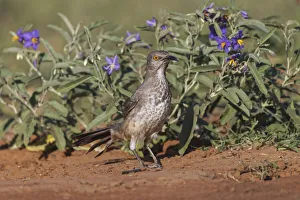 Curve Billed Thrasher Prints: Curve-billed thrasher, Rio Grande Valley, Texas