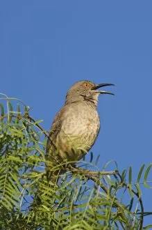 Images Dated 16th May 2006: Curve-billed Thrasher, Toxostoma curvirostre, male singing on Honey Mesquite (Prosopis glandulosa)