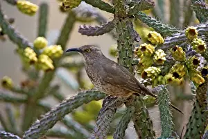 Cholla Prints: A curve-billed thrasher (toxostoma curvirostre) in a fruiting cholla cactus