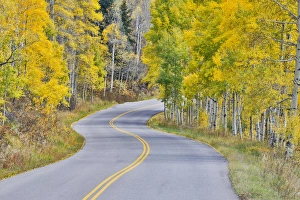 Roadway Prints: Curved Roadway near Aspen Colorado in autumn colors and aspens groves