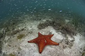 Images Dated 28th December 2010: Cushion Sea Star (Oreaster reticulatus) Coral Reef Island, Belize Barrier Reef