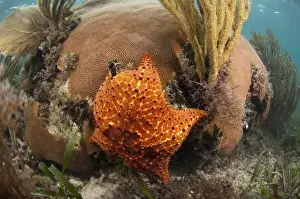 Images Dated 29th December 2010: Cushion Sea Star (Oreaster reticulatus) feeding on coral Reef Island, Belize Barrier Reef