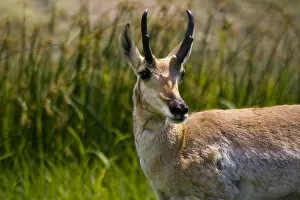Custer State Park, South Dakota. USA. Male American pronghorn (Antilocapra americana)