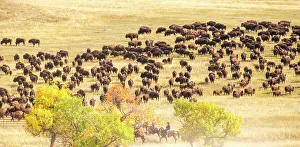 Bison Prints: Custer State Park, South Dakota, USA. Annual buffalo roundup