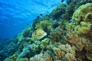 Images Dated 30th May 2007: Cuttlefish (Sepia latimanus), Pristine Scuba Diving at Tukang Besi / Wakatobi Archilpelago