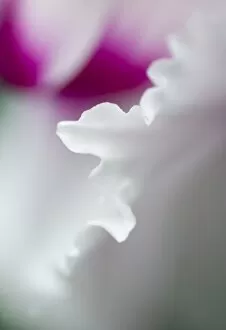 Cyclamen flower close-up