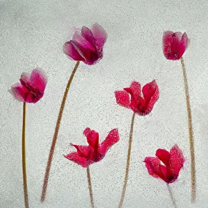 Dennis Kirkland Prints: Cyclamen flowers in ice