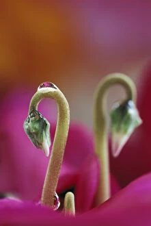 Images Dated 9th May 2007: Cyclamen with water drop, PA. Credit as: Nancy Rotenberg / Jaynes Gallery / DanitaDelimont