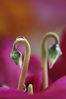 Drop Prints: Cyclamen with water drop, PA. Credit as: Nancy Rotenberg / Jaynes Gallery / DanitaDelimont