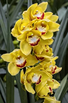 Cymbidium Prints: Cymbidium Orchid