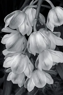Images Dated 14th February 2021: Cymbidium Orchid