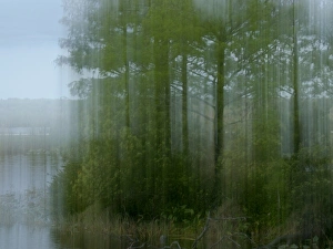 D Ream Prints: Cypress at edge of wetland, Loxahatchee NWR, Florida