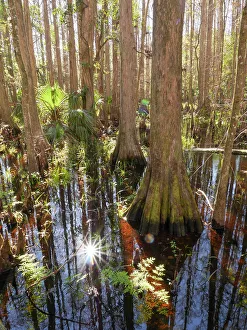 Cypress in Grassy Waters Preserve, part of everglades drainage, near West Palm Beach, Southern Florida