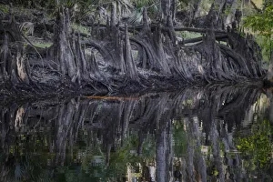 Econlockhatchee River Prints: Cypress knees along, Econlockhatchee River