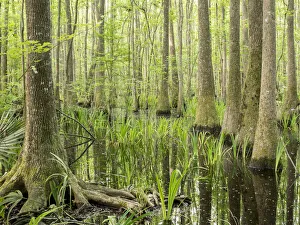 Cypress Prints: Cypress swamp, Savannah National Wildlife Refuge, North Carolina