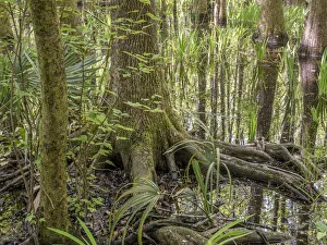 Images Dated 20th May 2021: Cypress swamp, Savannah National Wildlife Refuge, North Carolina