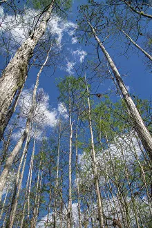 Bromeliad Prints: Cypress swamp in southwest Florida
