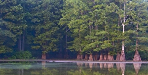 Images Dated 24th August 2005: Cypress swamp along the White River in Arkansas. Part of the White River National