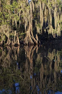 Econlockhatchee River Prints: Cypress tree draped in Spanish moss along the Econlockhatchee River