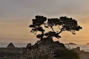 Crescent City Prints: Cypress tree at sunset along the Northern California coastline, Crescent City, California