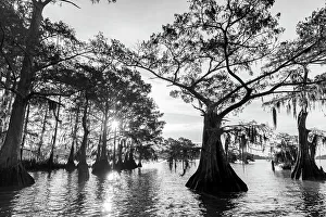 Images Dated 2023: Cypress trees in autumn at Lake Dauterive near Loreauville, Louisiana, USA