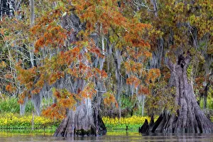 Images Dated 26th November 2021: Cypress trees in autumn at Lake Dauterive near Loreauville, Louisiana, USA
