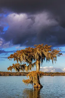 Images Dated 26th November 2021: Cypress trees in autumn at Lake Martin near Lafayette, Louisiana, USA