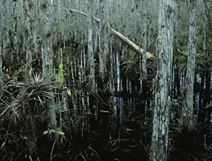 Bromeliad Prints: Cypress trees and bromeliad, Corkscrew Swamp Sanctuary, Florida, December