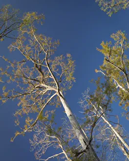Images Dated 25th February 2018: Cypress trees, Corkscrew Swamp Sanctuary, Florida