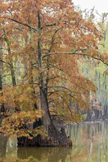 Alexander County Prints: Cypress trees in fall color Horseshoe Lake State Fish and Wildlife Area, Alexander County