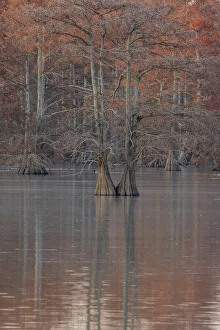 Prints of Cypress trees in fall Horseshoe Lake State Fish and Wildlife Area, Alexander County, Illinois Images Dated 2020 May: Cypress trees in fall Horseshoe Lake State Fish and Wildlife Area, Alexander County
