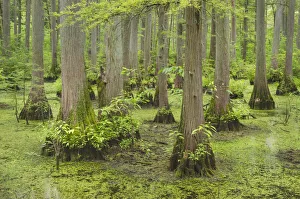 Cypress trees in Heron Pond, Cache River State Natural Area, Illinois