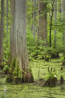 Images Dated 22nd January 2020: Cypress trees in Heron Pond, Cache River State Natural Area, Illinois