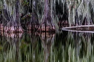 Images Dated 2023: Cypress trees reflect at Lake Martin near Lafayette, Louisiana, USA