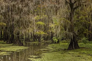 Cypress trees and Spanish moss lining shoreline of Caddo Lake, Uncertain, Texas