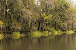 Cypress trees and Spanish moss lining shoreline of Caddo Lake, Uncertain, Texas