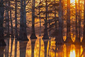 Alexander County Prints: Cypress trees at sunset in fall Horseshoe Lake State Fish & Wildlife Area