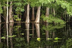 Reflections Prints: Cypress trees in Suwanee River with reflection