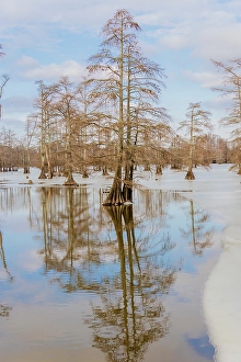 Images Dated 10th June 2024: Cypress trees in winter, Horseshoe Lake State Fish and Wildlife Area
